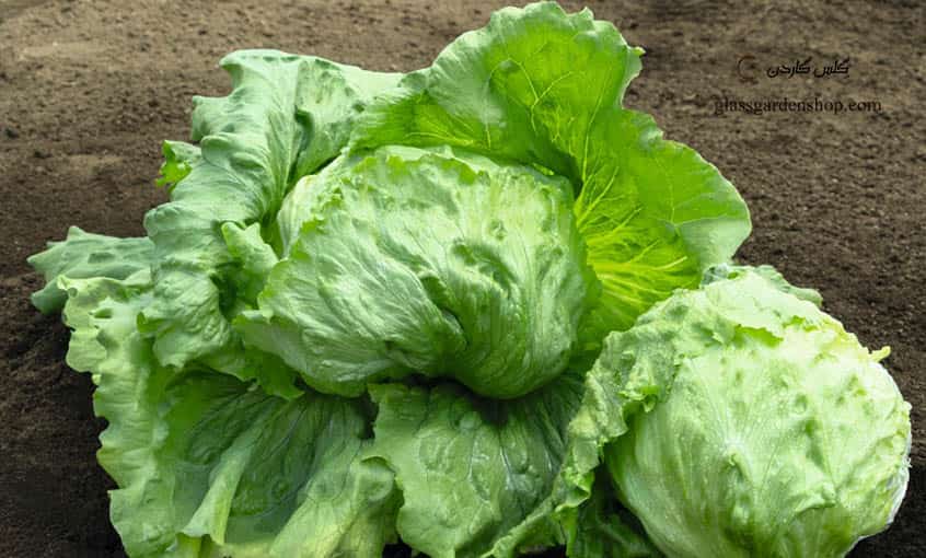 خرید و قیمت کاهو پیچ + فروش عمده